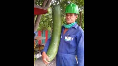 Vecino del reparto Residencial 9 muestra el pepino gigante