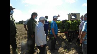 En la UBPC Julián Alemán, José Ramón Machado Ventura, Segundo Secretario del Comité Central del Partido, apreció la siembra de tabaco con posturas que permanecieron en túneles durante la tormenta tropical.