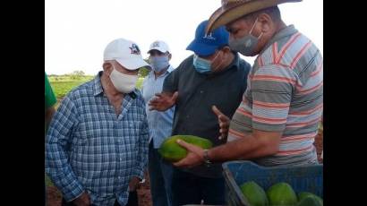 Ramón Machado Ventura conoció sobre la calidad de la frutabomba maradol roja, actualmente en cosecha.