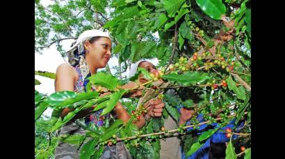 Estudiantes de la Universidad de Guantánamo contribuyen con la cosecha de café