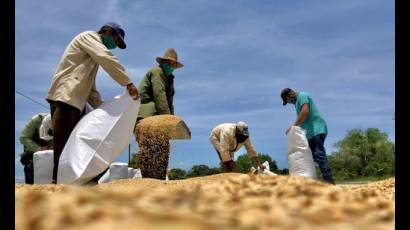 Producción de arroz
