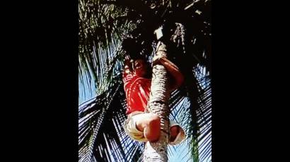 Momento en que El rubio tumba cocos