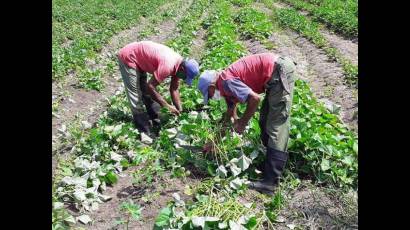 Producción de alimentos