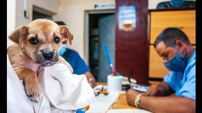 Ley de protección animal en Cuba