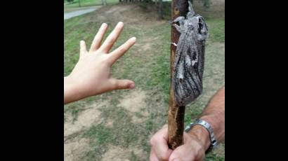 Polilla gigante