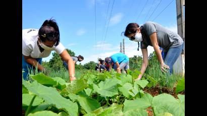 La juventud cubana ha sido baluarte en la produccion de alimentos desde el inicio de la pandemia
