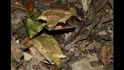 Rana Megophrys nasuta