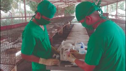 Joel Pérez Paz (derecha) y Javier Díaz Cruz (izquierda) atienden los animales del laboratorio del CIGB espirituano en la Universidad.