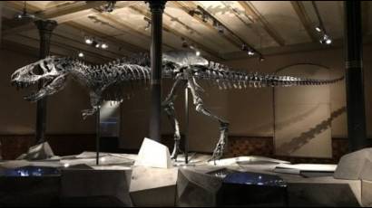 Ejemplar adulto de tiranosaurio rex