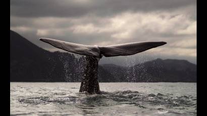 La ballena azul