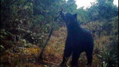 Oso sudamericano