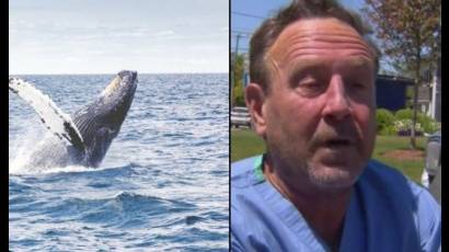 Sobrevive buzo tragado por ballena jorobada