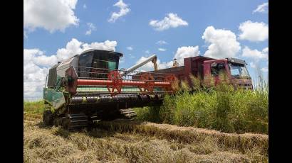 La producción de arroz