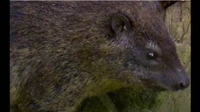 Nueva especie hallada en África