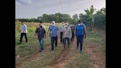 El mandatario constató la siembra de plátano y maíz en terrenos recuperados a la maleza