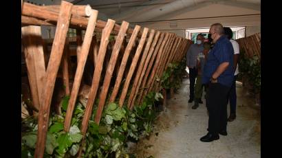 Para el Primer Ministro, Manuel Marrero Cruz, celebrar el cumpleaños 95 del Comandante en Jefe Fidel Castro Ruz en la finca Nazareno, en San José de Las Lajas, Mayabeque, era el mejor homenaje a un hombre que también desde la ciencia buscó respuestas para la alimentación del pueblo