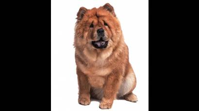 Chow Chow