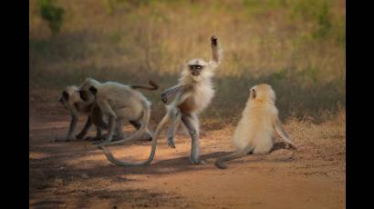 Finalista de los Comedy Wildlife Photo Awards 2021