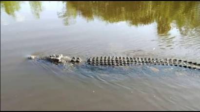 Cocodrilo en Holguín