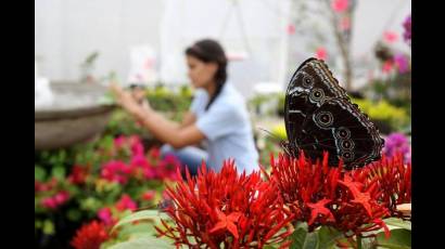 El Mariposario de Andoke