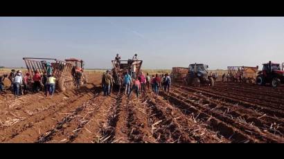 Labores de trabajo voluntario en la agricultura caracterizan las jornadas en saludo al Primero de Mayo