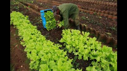 Agricultura urbana en Sancti Spíritus