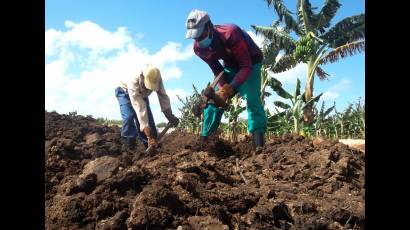 A pico y pala, bajo aire y sol, se obtienen las 500 toneladas de abono orgánico que garantizan el cultivo de vegetales en una unidad avileña.