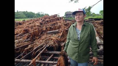 Marianela Areces, productora de la CCS Esteban Ajete, en el municipio San Juan y Martínez, perdió más de 3 000 cujes de tabaco.