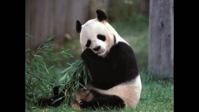 El oso panda