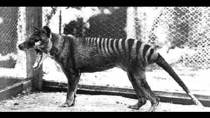 Tigre de Tasmania