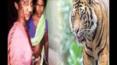 Univision Una madre peleó con un tigre