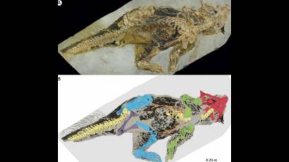 Especímenes de dinosaurios con preservación de tejidos blandos reportados en 2016-2017.