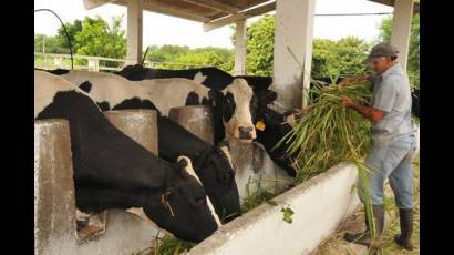 Ganadería holguinera