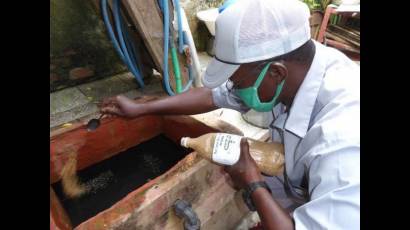 Mosquito Aedes aegypti