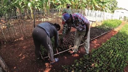 Desarrollo del sector forestal cubano