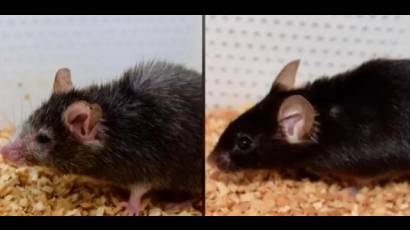 Revierten envejecimiento en ratones