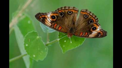 Mariposa
