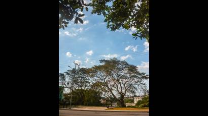 El desarrollo de árboles en ambientes urbanos