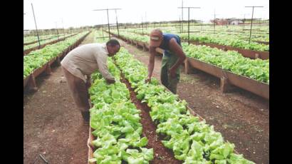 La producción de alimentos