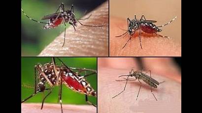 El término mosquito o zancudo​ designa a insectos dípteros