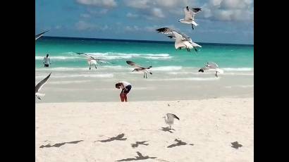 Los estudios demostraron la manera en que las aves marinas seleccionan sus habitats en las costas cubanas