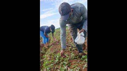 Producir alimentos en el país