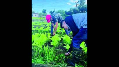 Producción en el campo