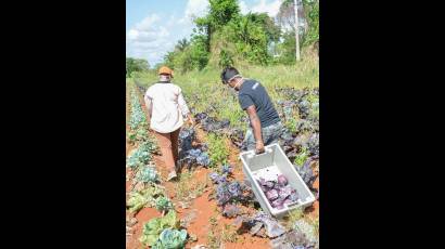 Alimentos