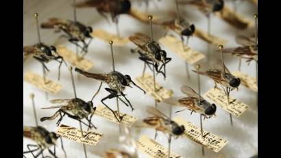 Abdoulaye Diabate, científico de Burkina Faso,  está desarrollando una técnica innovadora que podría eliminar a los mosquitos transmisores
