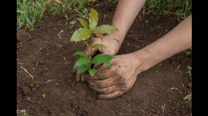 Las Tunas: sede de las actividades en Cuba por el Día Mundial del Medio Ambiente