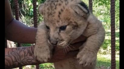 Jorgito, el pequeño descendiente de la leona Mily