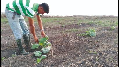 Joven agricultor en Isla de la Juventud