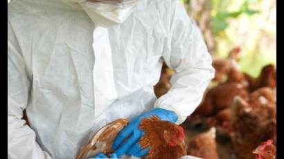 La infección por el virus H5N1 ocurrió en la India