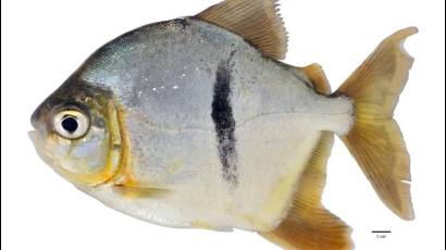 Científicos descubren piraña vegetariana en el Amazonas